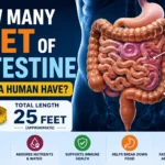 how many feet of intestine