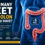 how many feet of colon do you have